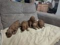 Crvena toj pudla ( Toy Poodle )