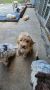 Lagotto Romagnolo, kvalitetni štenci