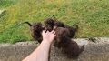 Lagotto Romagnolo, kvalitetni štenci