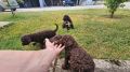 Lagotto Romagnolo, kvalitetni štenci