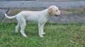 Lagotto Romagnolo, kvalitetni štenci