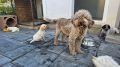 Lagotto Romagnolo, kvalitetni štenci