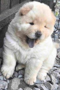 Chow chow prelepi krem stenci