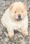 Chow chow prelepi krem stenci