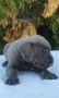 Cane Corso Kane Korso NOVO LEGLO