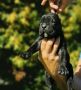 Cane Corso Kane Korso NOVO LEGLO