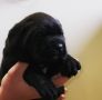 Cane Corso Kane Korso NOVO LEGLO