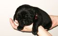 Cane Corso Kane Korso NOVO LEGLO