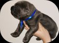Cane Corso Kane Korso NOVO LEGLO