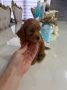 Goldendoodle prelepi štenci