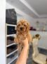 Goldendoodle prelepi štenci