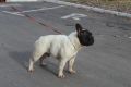 Francuski Buldog štenci