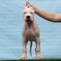 Leglo dogo argentino štenaca