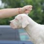 Leglo dogo argentino štenaca
