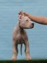 Leglo dogo argentino štenaca