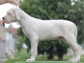 Leglo dogo argentino štenaca