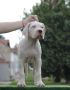 Leglo dogo argentino štenaca