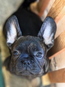 Francuski buldog štenci