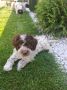 Lagotto Romagnolo – rezervacija stenaca