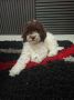 Lagotto Romagnolo – rezervacija stenaca