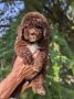 Lagotto Romagnolo – rezervacija stenaca