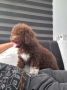 Lagotto Romagnolo – rezervacija stenaca