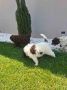 Lagotto Romagnolo – rezervacija stenaca