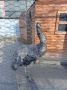 Emu
