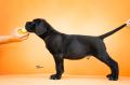 Cane Corso Kane Korso prelepi štenci