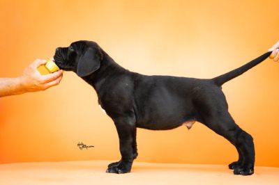 Cane Corso Kane Korso prelepi štenci