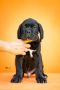 Cane Corso Kane Korso prelepi štenci