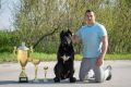 Cane Corso Kane Korso prelepi štenci