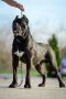 Cane Corso Kane Korso prelepi štenci