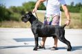 Cane Corso Kane Korso prelepi štenci