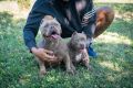 American bully