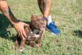 American bully