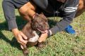 American bully