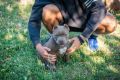American bully