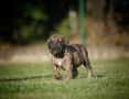 Na prodaju stenci Presa Canario
