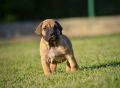 Na prodaju stenci Presa Canario