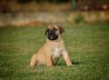 Na prodaju stenci Presa Canario