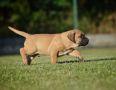 Na prodaju stenci Presa Canario