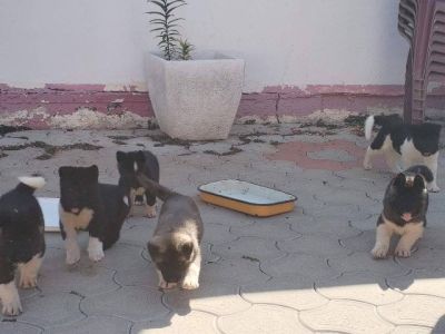 Američka Akita, štenci