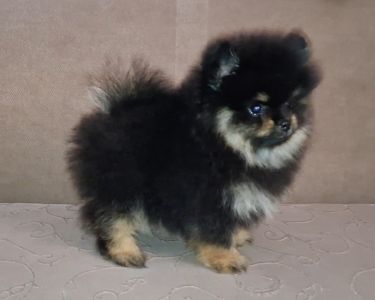 Pomeranac muzjak
