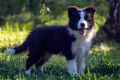 Border Collie-Border koli štenad