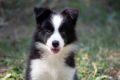 Border Collie-Border koli štenad