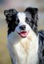 Border Collie-Border koli štenad