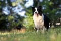 Border Collie-Border koli štenad