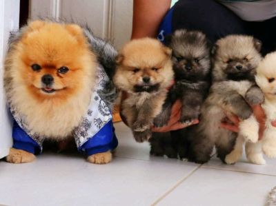 Najlepsi Pomeranci Boo