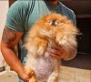 Najlepsi Pomeranci Boo